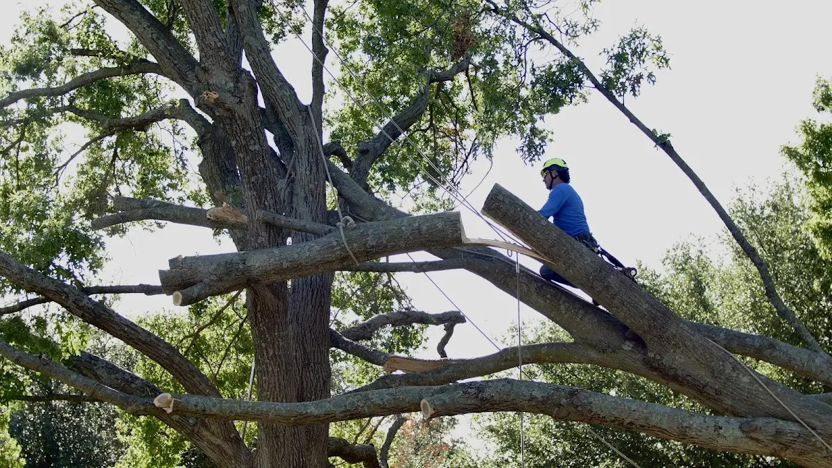 Professional Crown Thinning performed by certified arborists in Stittville