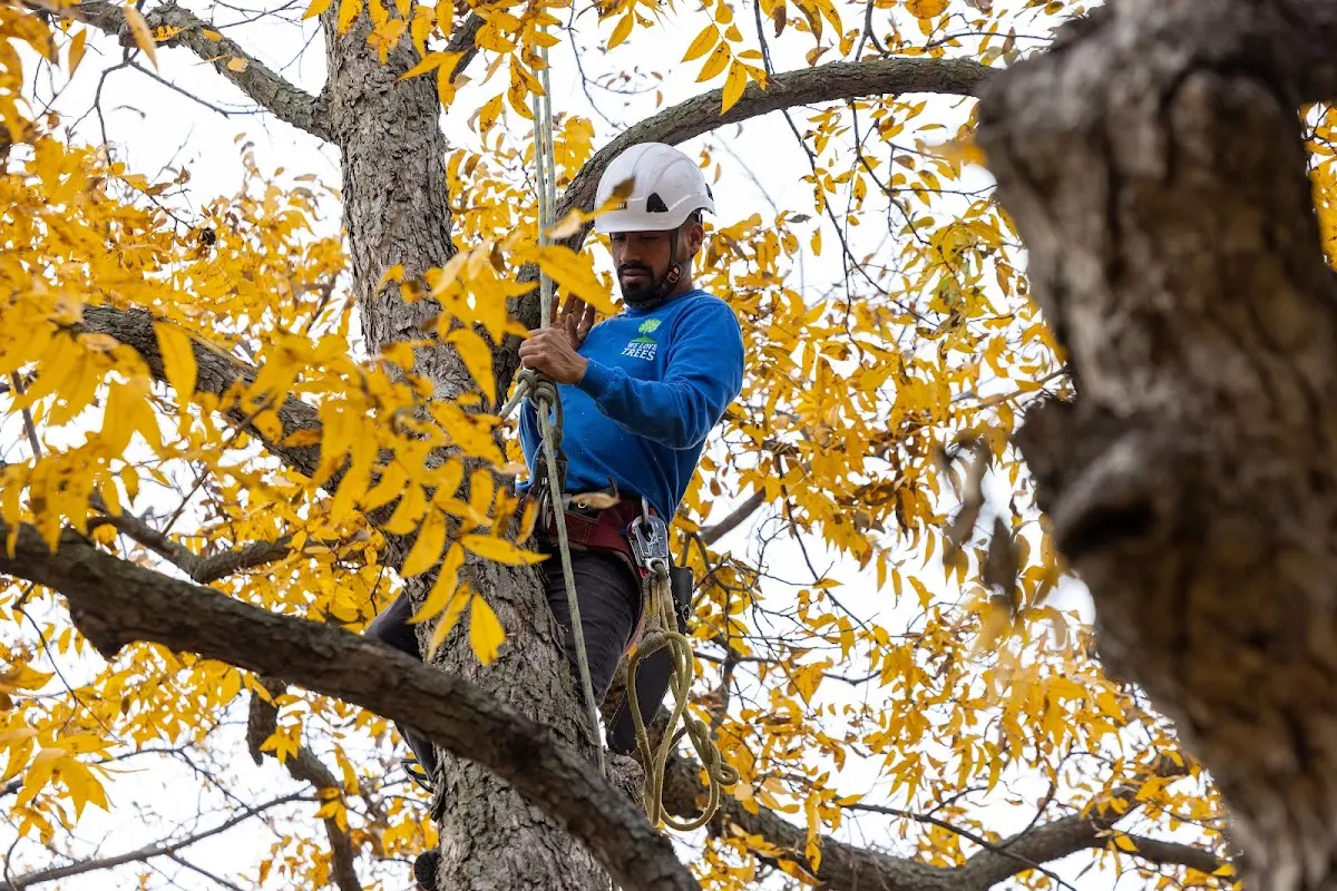 Skilled Tree Pruning crew working in Stittville