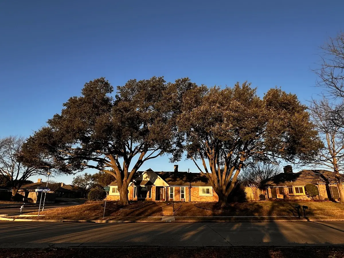 Established residential canopy tree shading a home in Stittville